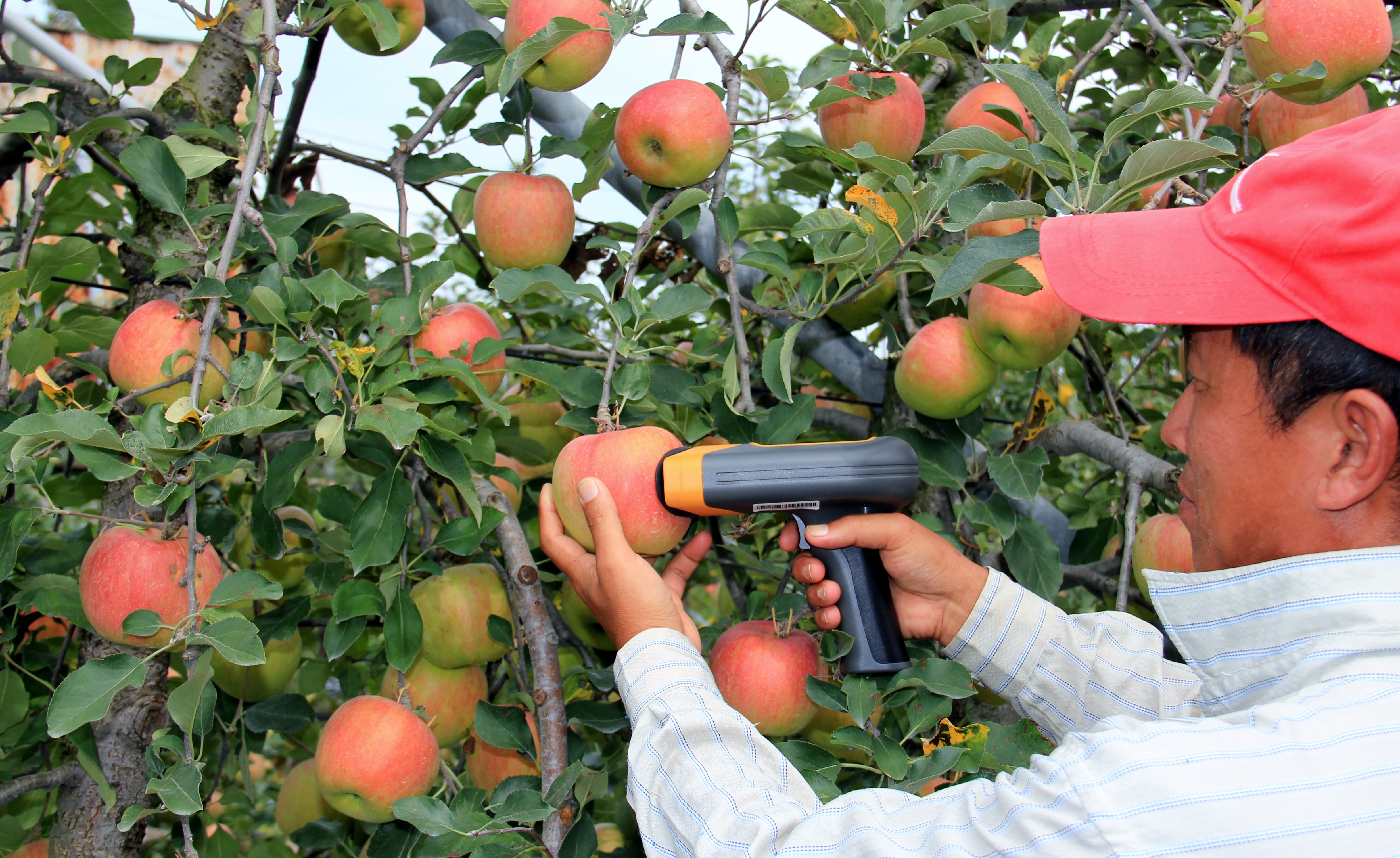 Apple - Hirata  SUNFOREST H-100F Apple and Pear Quality Analyzer – Precision