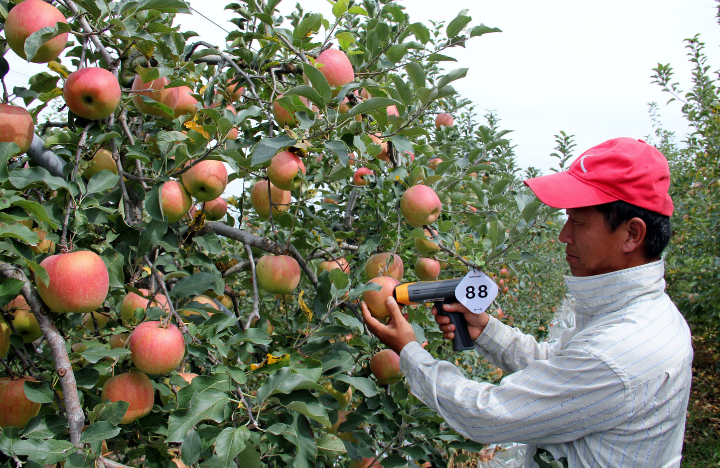 SUNFOREST H-100F Apple and Pear Quality Analyzer